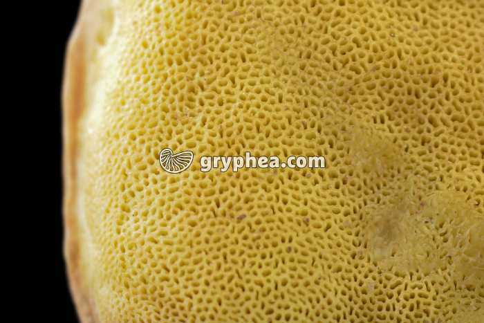 Cèpe de Bordeaux ou Bolet - Carpophore - face inférieure montrant les tubes sporifères - gryphea.org